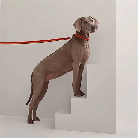 hermes pets|hermes dog collar and leash.